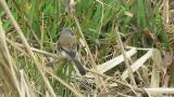 Red-backed Shrike (hybrid?), tail movement