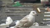 Glaucous-winged Gull, preening