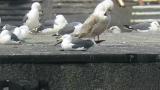 Glaucous-winged Gull, preening