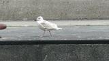 Glaucous-winged Gull, walking