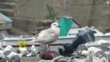 Glaucous-winged Gull, preening