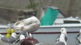 Glaucous-winged Gull, preening