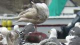 Glaucous-winged Gull, preening