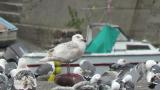 Glaucous-winged Gull, preening, walking