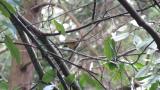 Red-billed Leiothrix