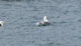 Slaty-backed Gull, bathing and took flight