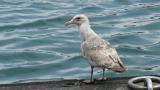 Slaty-backed Gull (likely 2W)
