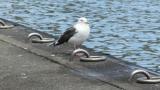Slaty-backed Gull