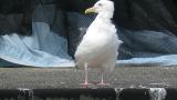 Slaty-backed Gull, preening
