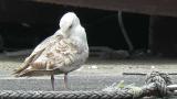 Slaty-backed Gull (likely 2W), preening