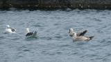 Slaty-backed Gulls