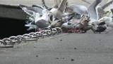 Gulls at feeding site (mainly Slaty-backed Gulls)