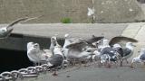 Gulls at feeding site (mainly Slaty-backed Gulls)