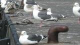 Slaty-backed Gulls