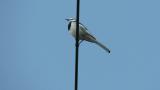 Japanese (Kamchatka) pied wagtail on a wire