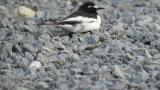 Japanese Wagtail took flight