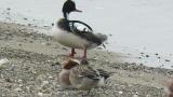 Red-breasted Merganser, preening