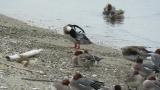 Red-breasted Merganser, preening