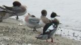 Red-breasted Merganser, preening