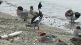 Red-breasted Merganser, preening, wing flapping