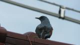 Blue Rock Thrush