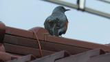Blue Rock Thrush