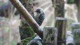 Foraging Japanese Pygmy Woodpecker