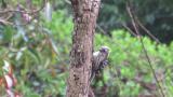 Foraging Japanese Pygmy Woodpecker