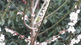 Warbling White-eye foraging on cherry