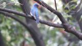 Male Blue-and-white Flycatcher, defecation