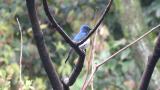 Male Blue-and-white Flycatcher