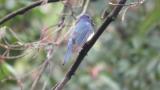 Male Blue-and-white Flycatcher