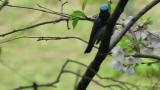 Male Blue-and-white Flycatcher