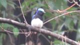 Male Blue-and-white Flycatcher