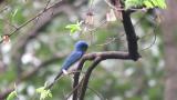 Male Blue-and-white Flycatcher