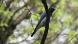 Male Blue-and-white Flycatcher