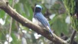 Male Blue-and-white Flycatcher