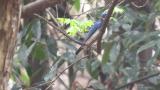 Male Blue-and-white Flycatcher