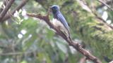 Male Blue-and-white Flycatcher
