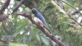 Male Blue-and-white Flycatcher