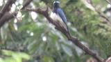 Male Blue-and-white Flycatcher