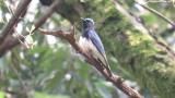 Male Blue-and-white Flycatcher