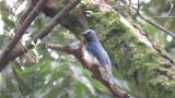 Male Blue-and-white Flycatcher
