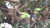 Male Blue-and-white Flycatcher