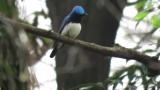 Male Blue-and-white Flycatcher, yawning?