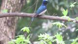 Male Blue-and-white Flycatcher