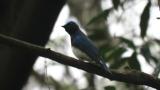 Male Blue-and-white Flycatcher