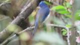 Male Blue-and-white Flycatcher