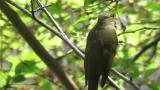 Female Blue-and-white Flycatcher