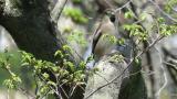Hawfinch